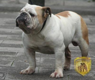 Bulldog