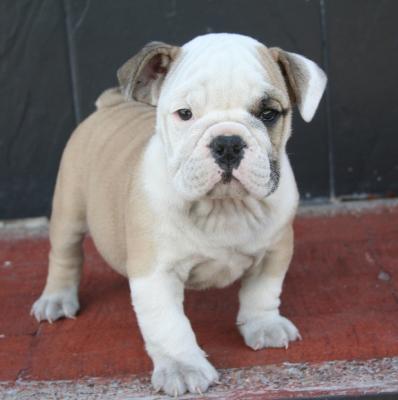 Bulldog