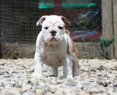 Bulldog