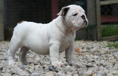 Bulldog