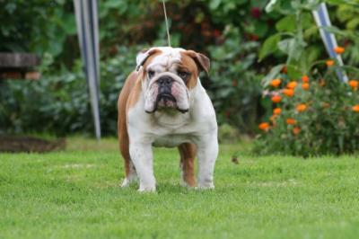 Bulldog