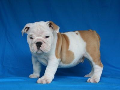 Bulldog