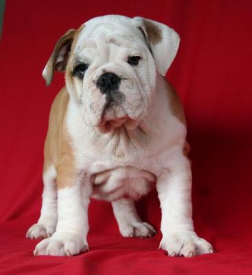 Bulldog