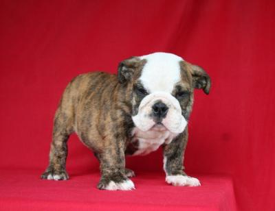 Bulldog