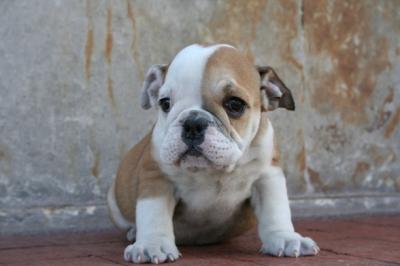 Bulldog