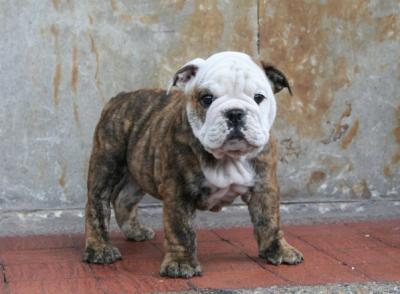 Bulldog