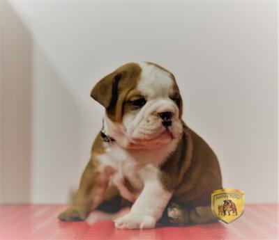 Bulldog