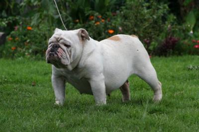Bulldog