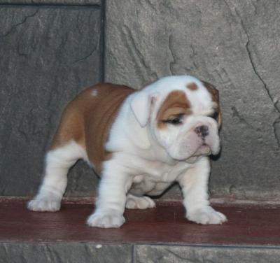 Bulldog