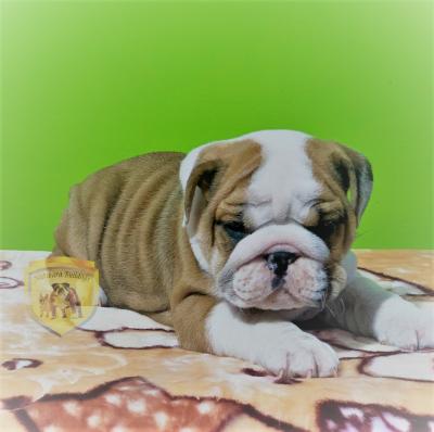 Bulldog