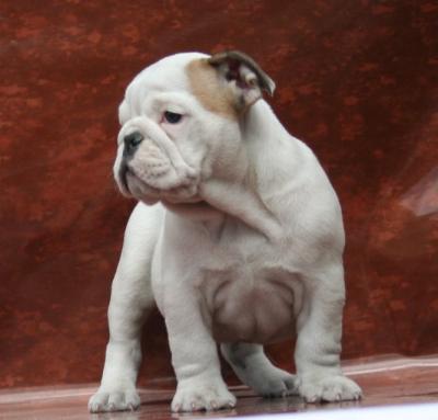 Bulldog