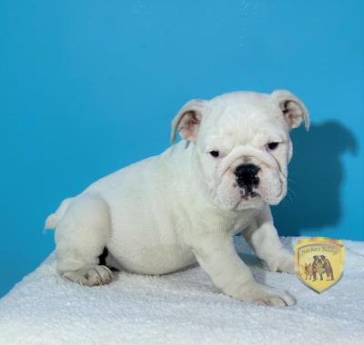 Bulldog