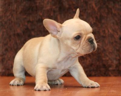 Bulldog