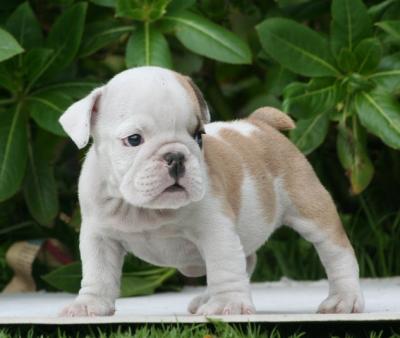 Bulldog