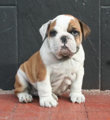 Bulldog