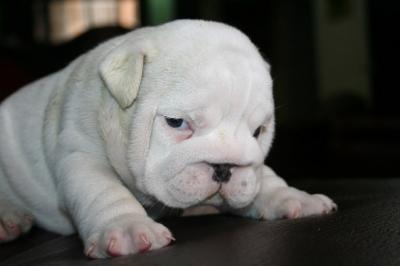 Bulldog