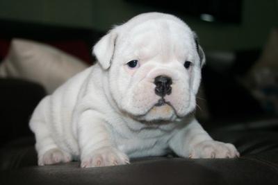 Bulldog