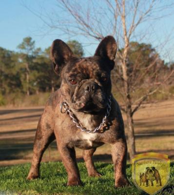 Bulldog