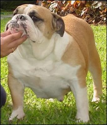 Bulldog