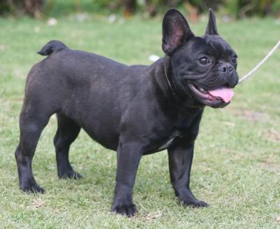 Bulldog