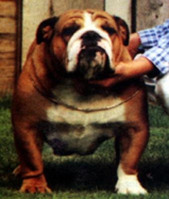 Bulldog