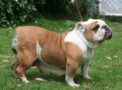 Bulldog