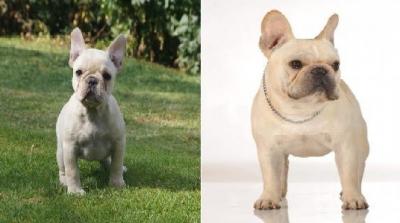 Bulldog