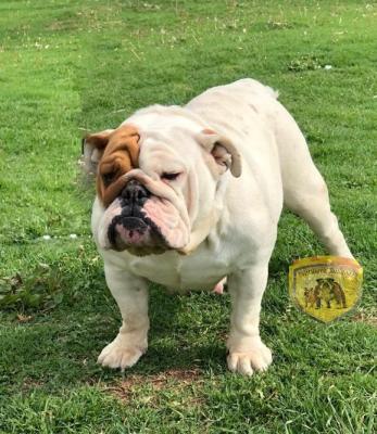 Bulldog