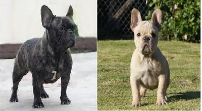 Bulldog