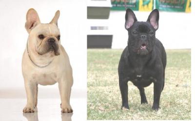 Bulldog