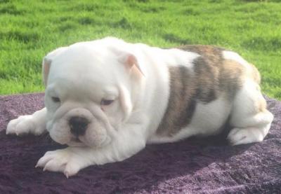 Bulldog