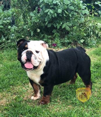 Bulldog