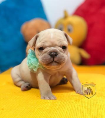 Bulldog