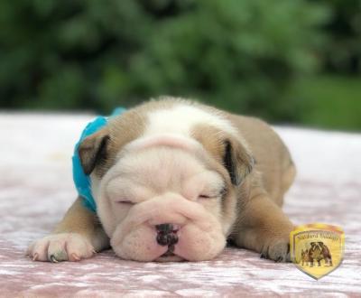 Bulldog