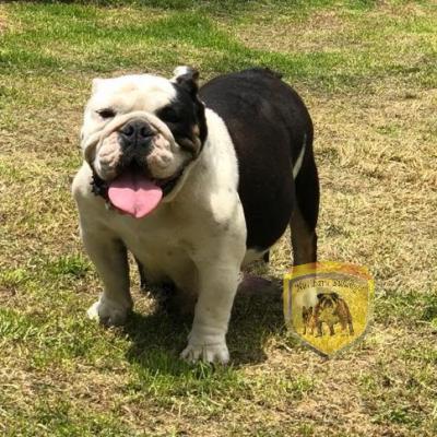 Bulldog