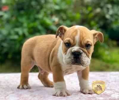 Bulldog