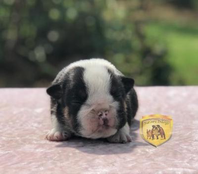 Bulldog