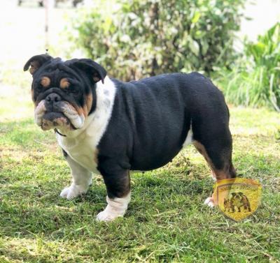 Bulldog