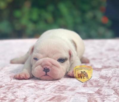 Bulldog
