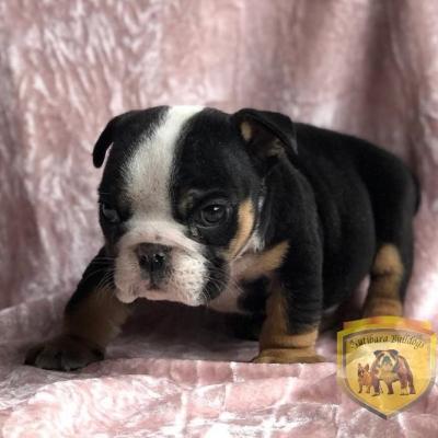 Bulldog