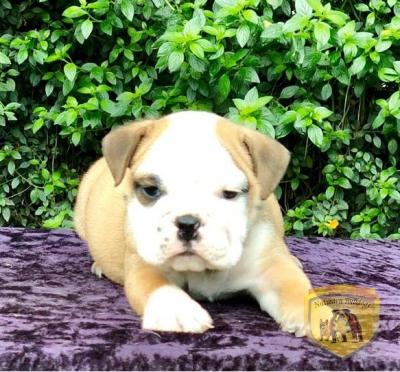 Bulldog