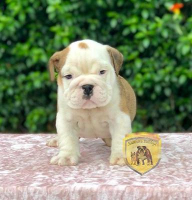 Bulldog