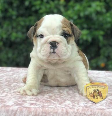 Bulldog
