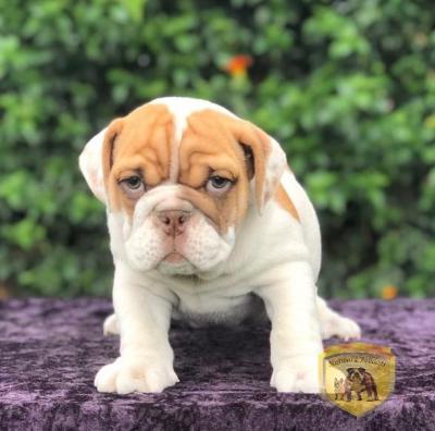 Bulldog
