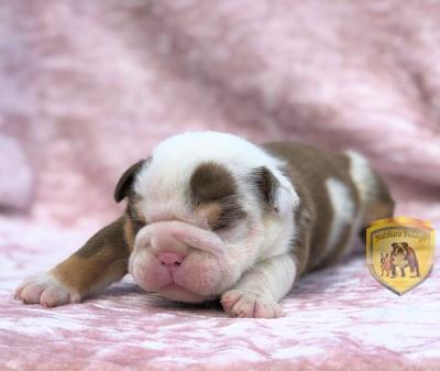 Bulldog