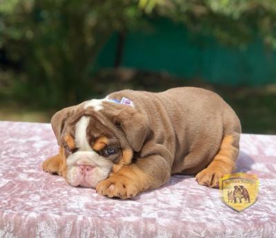 Bulldog