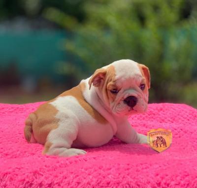 Bulldog