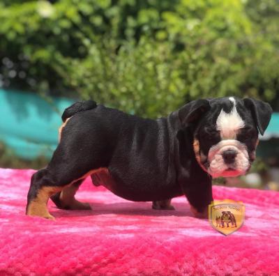 Bulldog