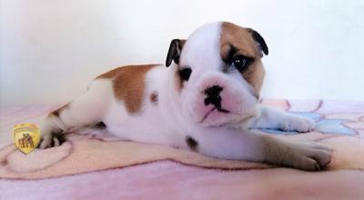 Bulldog