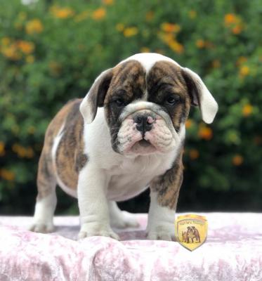 Bulldog